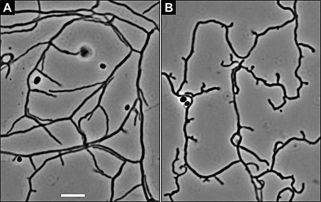 Fig. 5