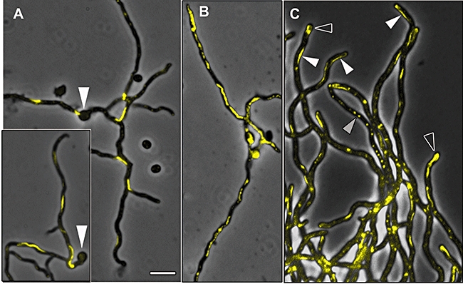 Fig. 4