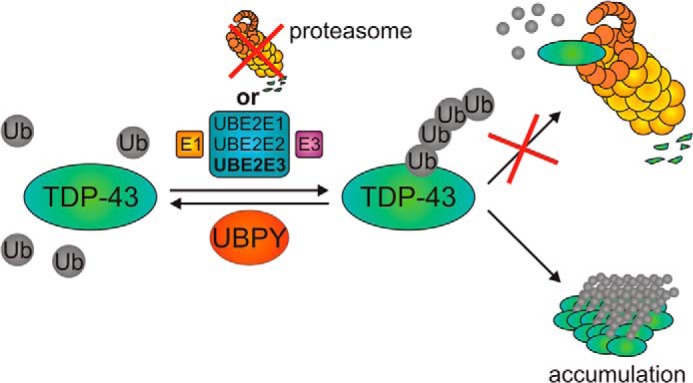 FIGURE 11.