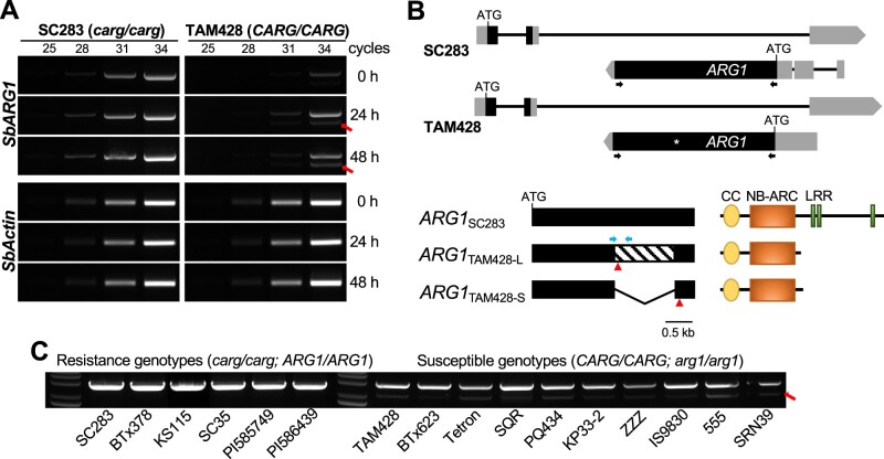 Figure 6