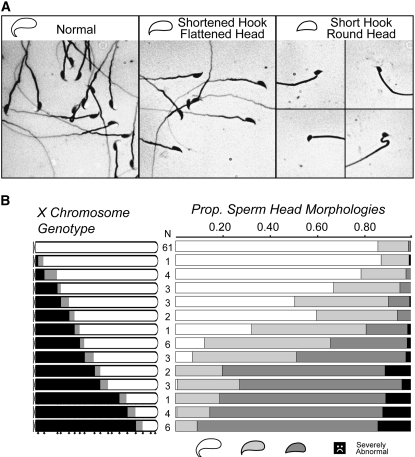 Figure 4.—