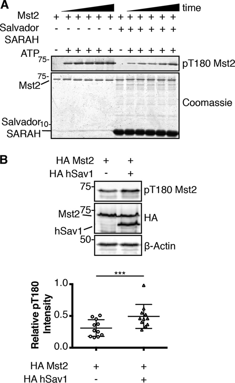 Figure 5.