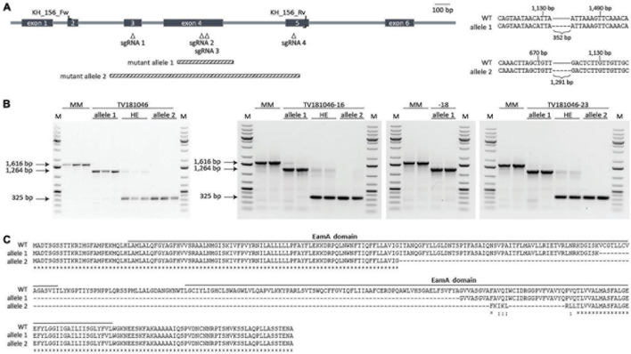 FIGURE 4