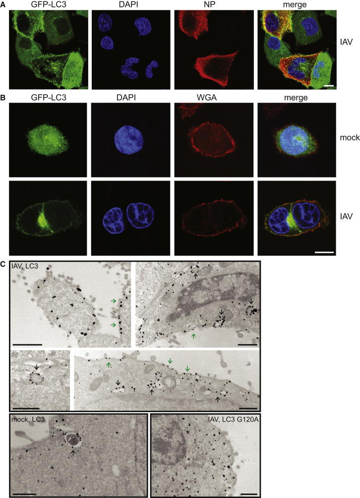 Figure 1