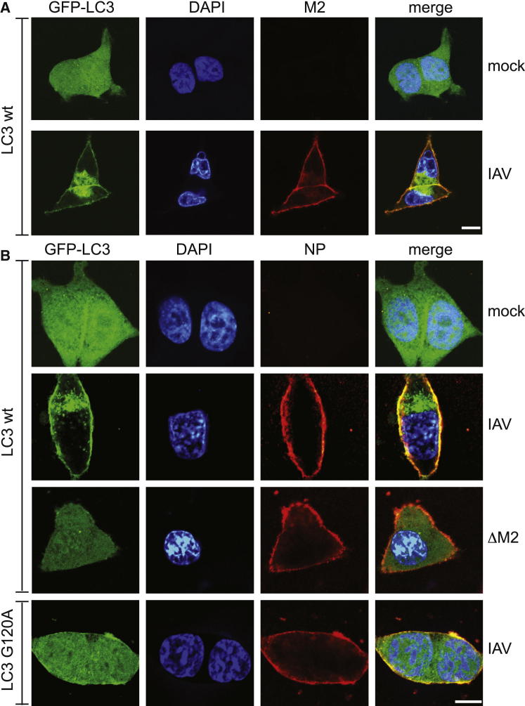 Figure 2