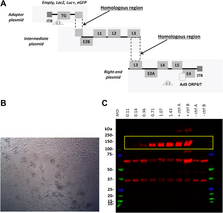 FIG 3