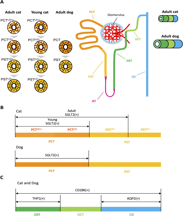 Fig 7