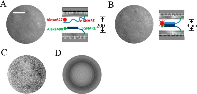 Fig. S3.