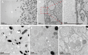 Figure 6