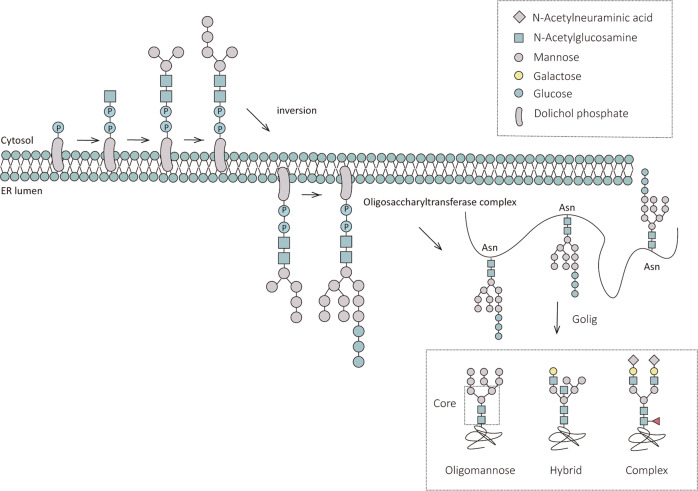 Fig. 1