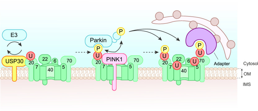 Figure 7.