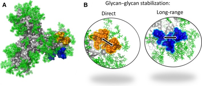 The HIV glycan shield as a target for broadly neutralizing antibodies - PMC