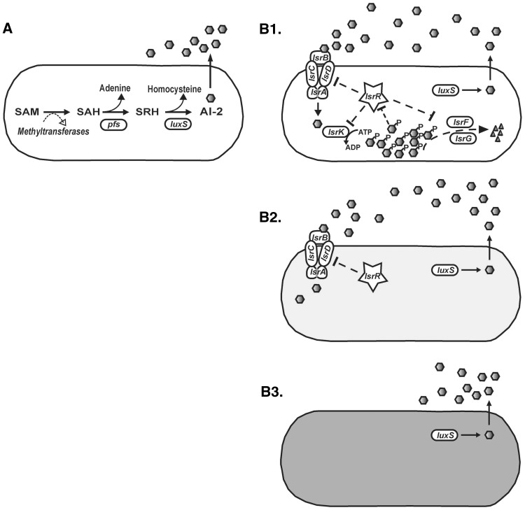 Natural Genome Diversity of AI-2 Quorum Sensing in Escherichia coli ...