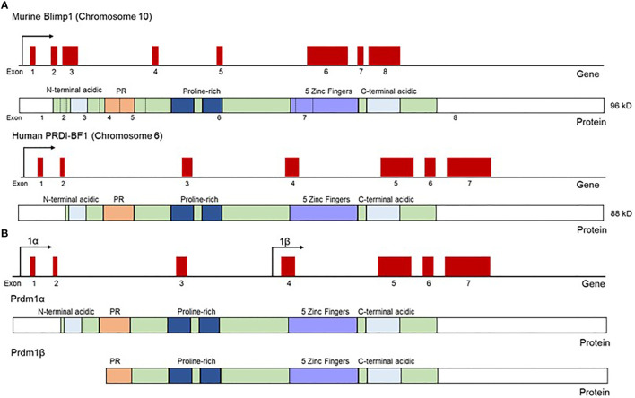 Figure 1