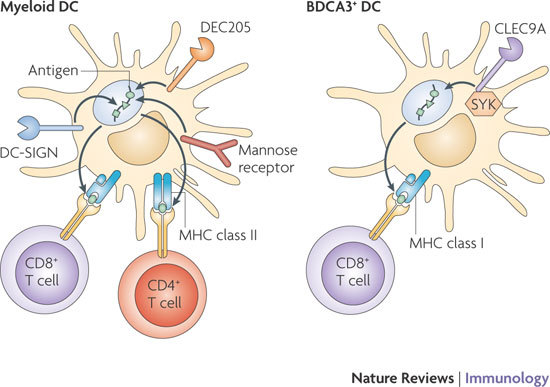 Box 1: Targeting CLRs to enhance antigen presentation