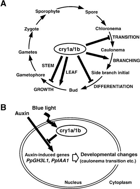 Figure 9.