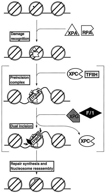 FIG. 7