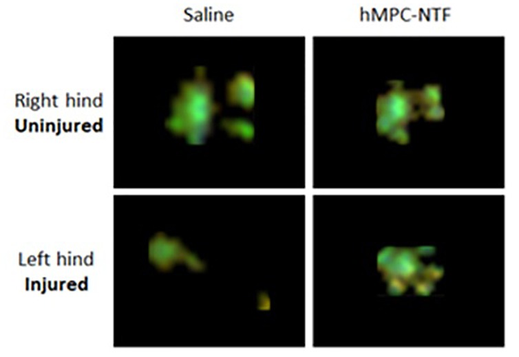 FIGURE 4