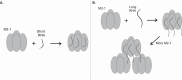 Fig 7