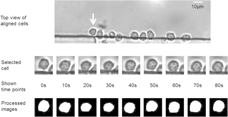 Fig. 1