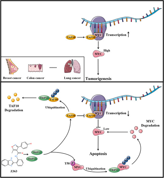 FIGURE 10