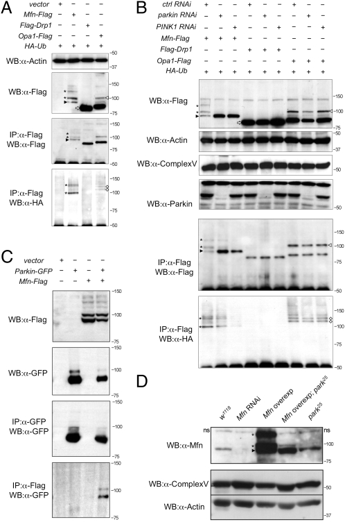 Fig. 3.