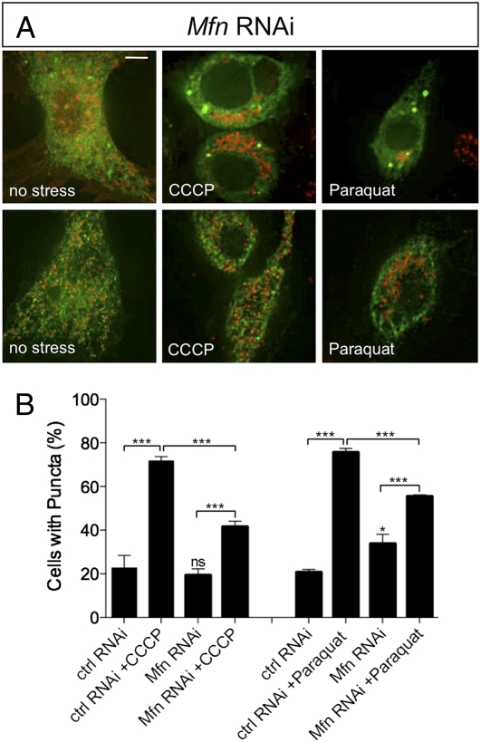 Fig. 6.