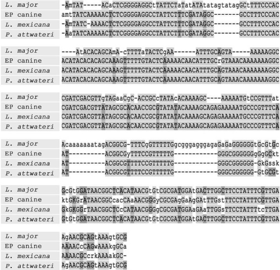 Multiple sequence alignment of ITS1 sequence from El Paso Country stray canine
(EP canine) and Mason Country Texas mouse (Peromyscus attwateri).
Included as controls are ITS1 sequences from Leishmania mexicana
(M379) and L. major (Friedlin) reference strains. Areas with
greatest sequence identity are shaded.