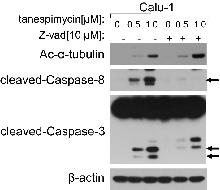 Fig. 6