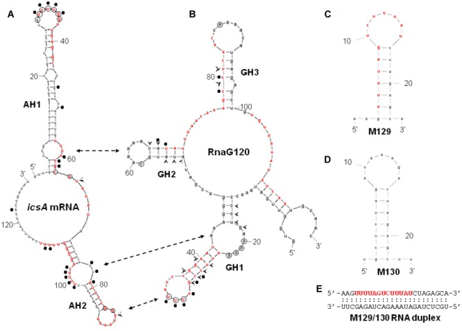 FIGURE 4