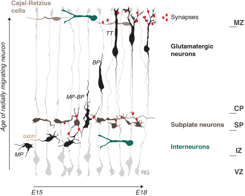 FIGURE 1