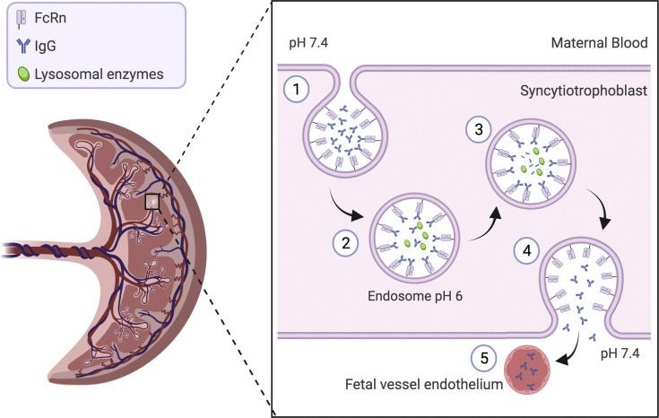 Figure 1