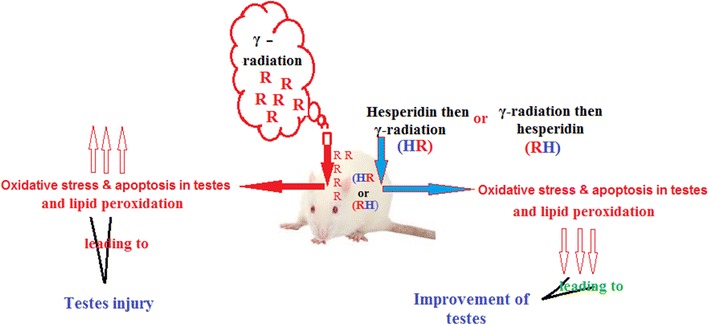 Graphical Abstract