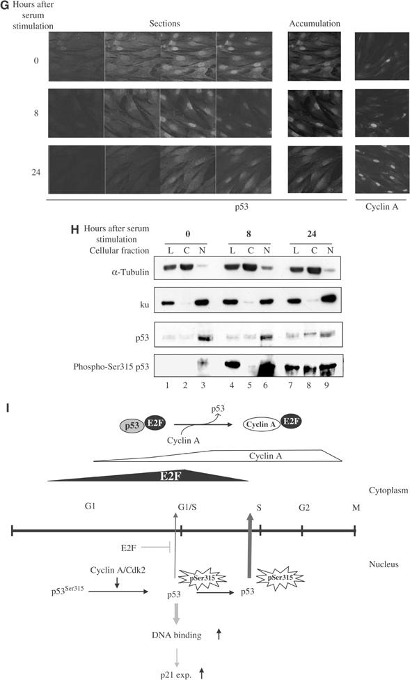 Figure 7ghi