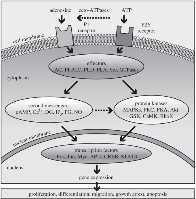 Figure 6.