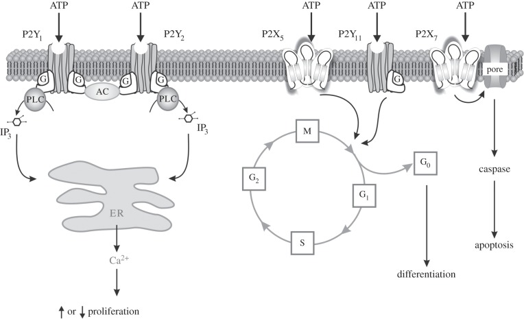 Figure 5.