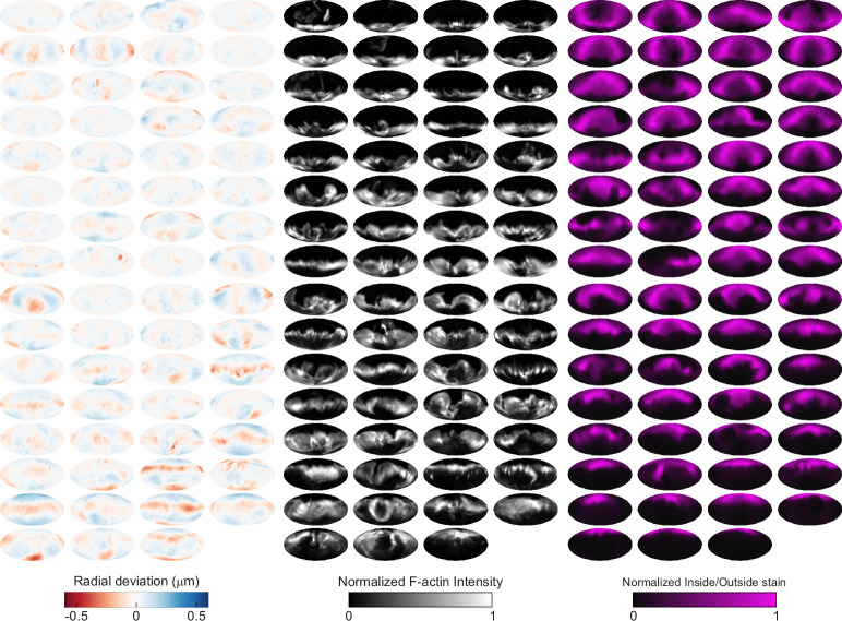 Figure 3—figure supplement 2.