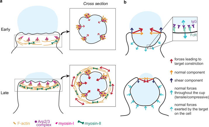 Figure 7.