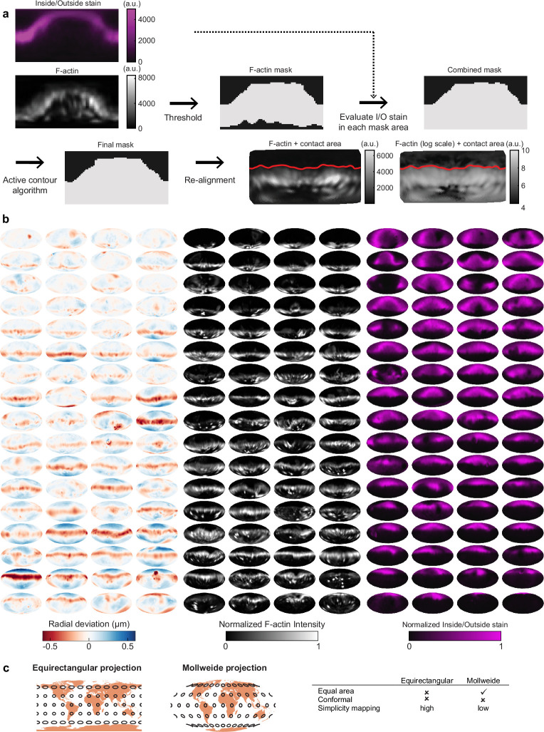 Figure 2—figure supplement 1.