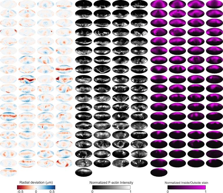 Figure 3—figure supplement 3.