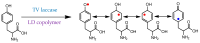 Scheme 6