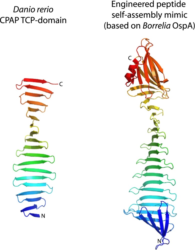 Figure 1—figure supplement 4.