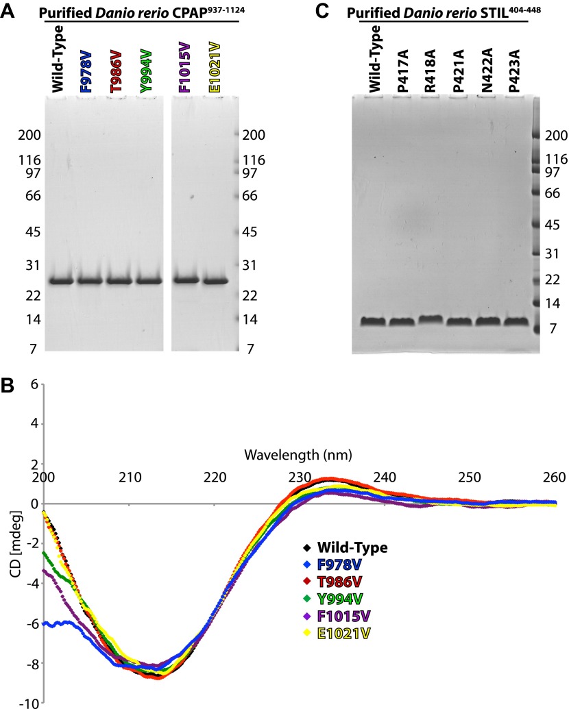 Figure 2—figure supplement 1.