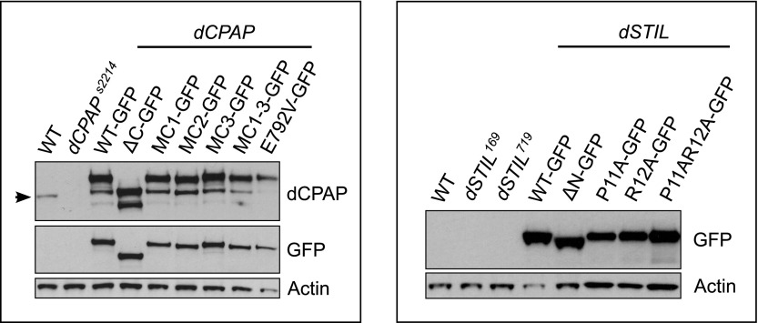 Figure 3—figure supplement 1.