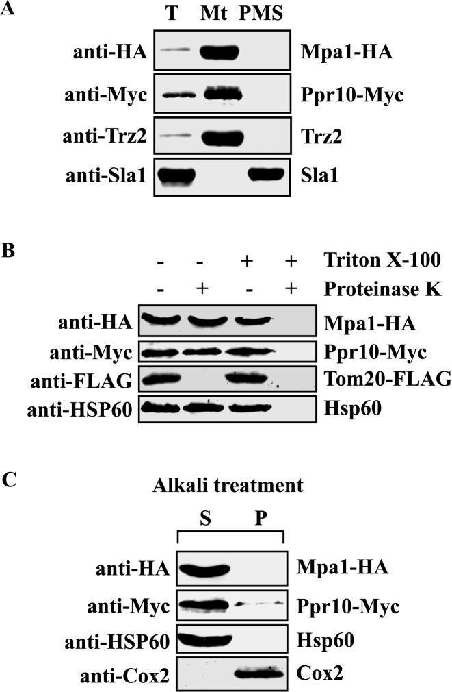 Figure 6.