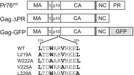 FIG. 1.