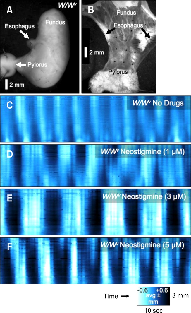 Figure 11.