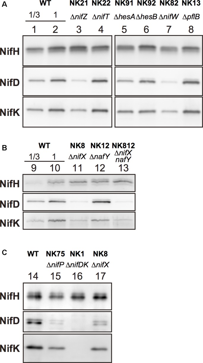 FIGURE 3