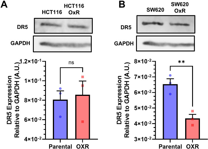 Figure 3—figure supplement 5.