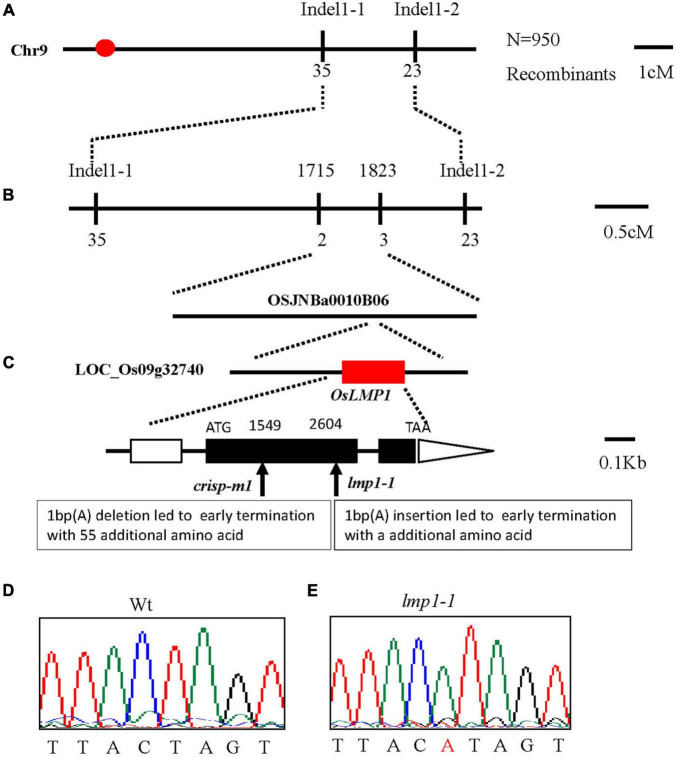 FIGURE 2